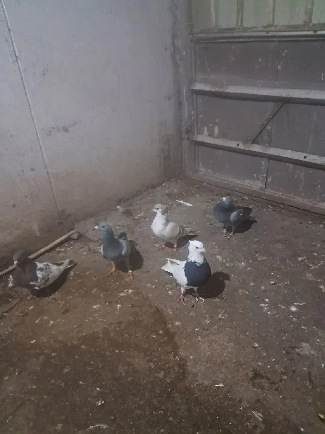 کفترصیدوجفتگاه|پرنده|مشهد, گاز|دیوار