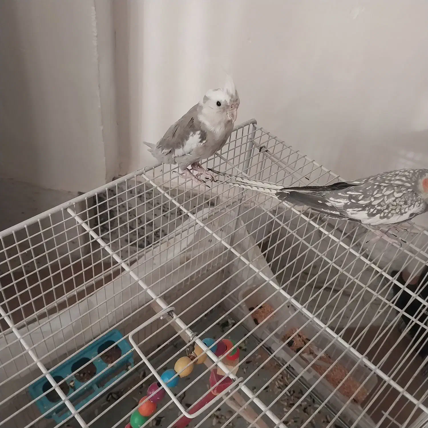 عروس هلندی نر‌ماده تخم جوجه|پرنده|اسفراین, |دیوار