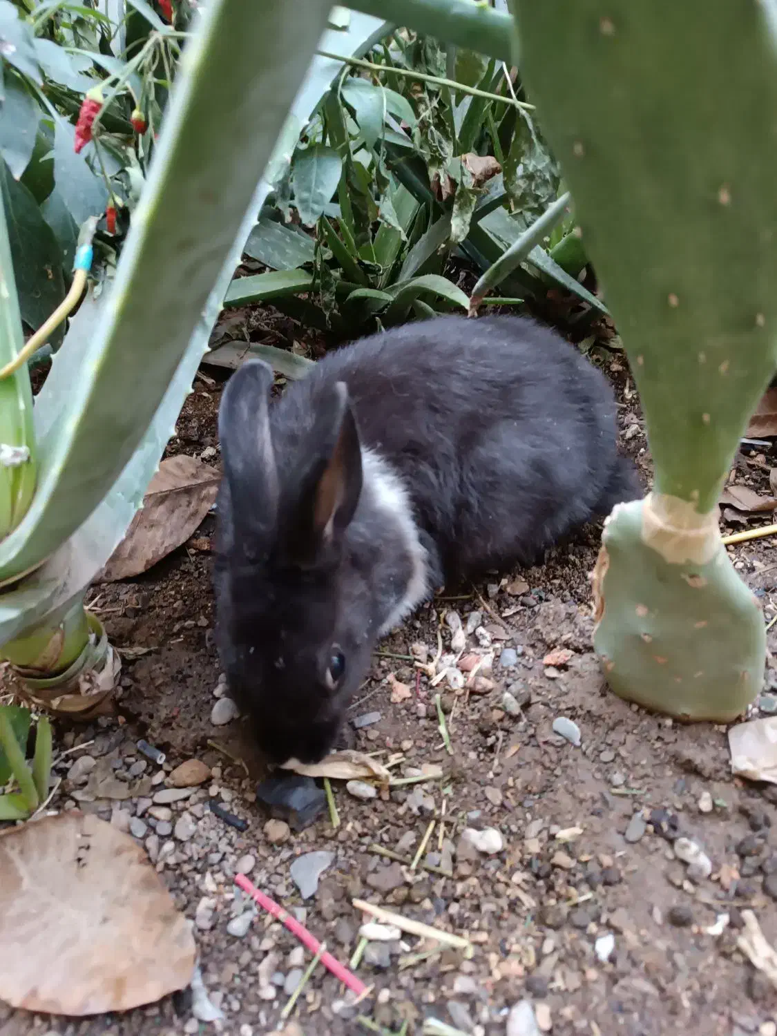 خرگوش|موش و خرگوش|نیشابور, امین اسلامی|دیوار