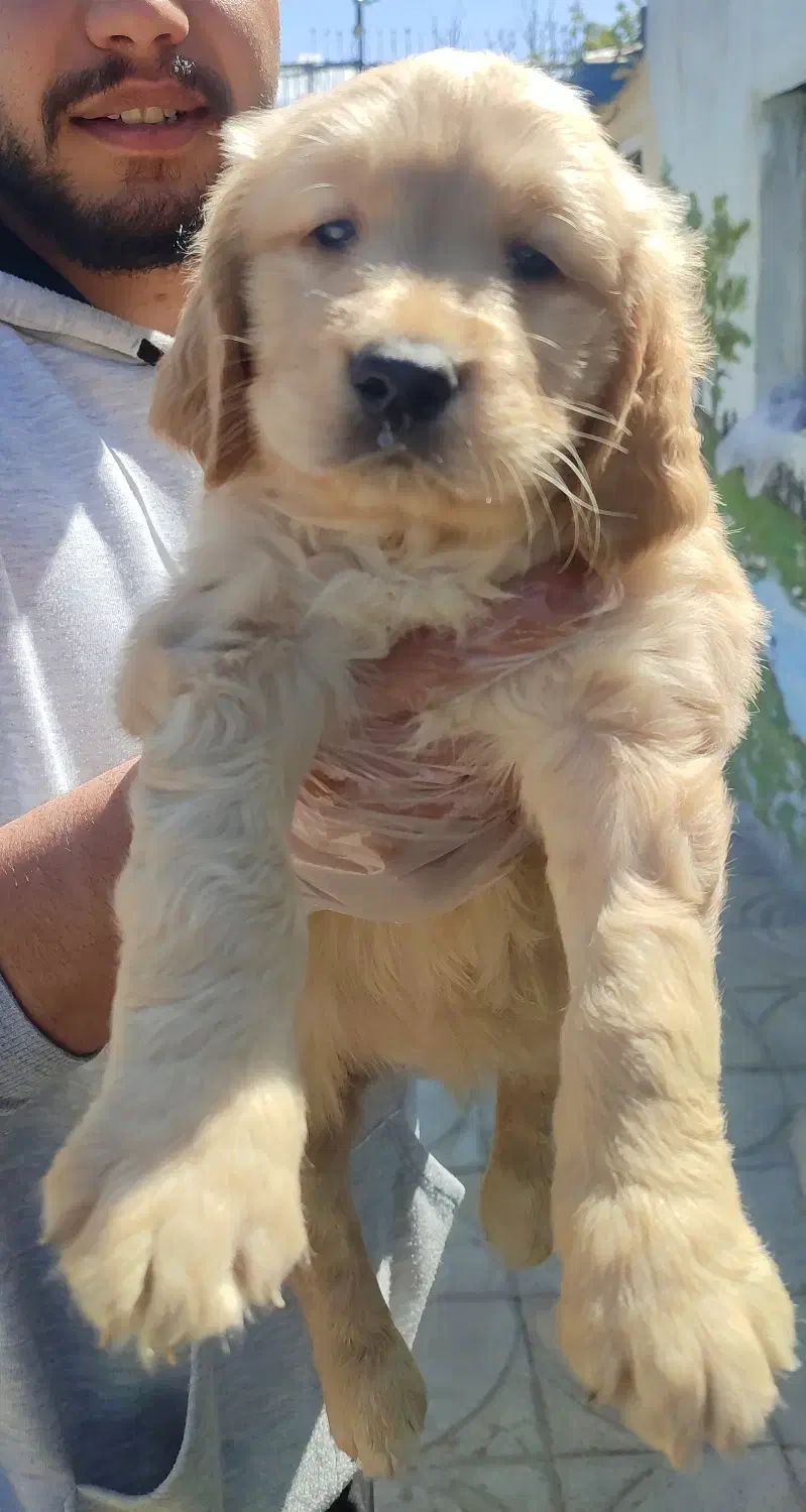 سگ گلدن رتریور توله گلدن رتریور دماهه|سگ|شیراز, ارم|دیوار