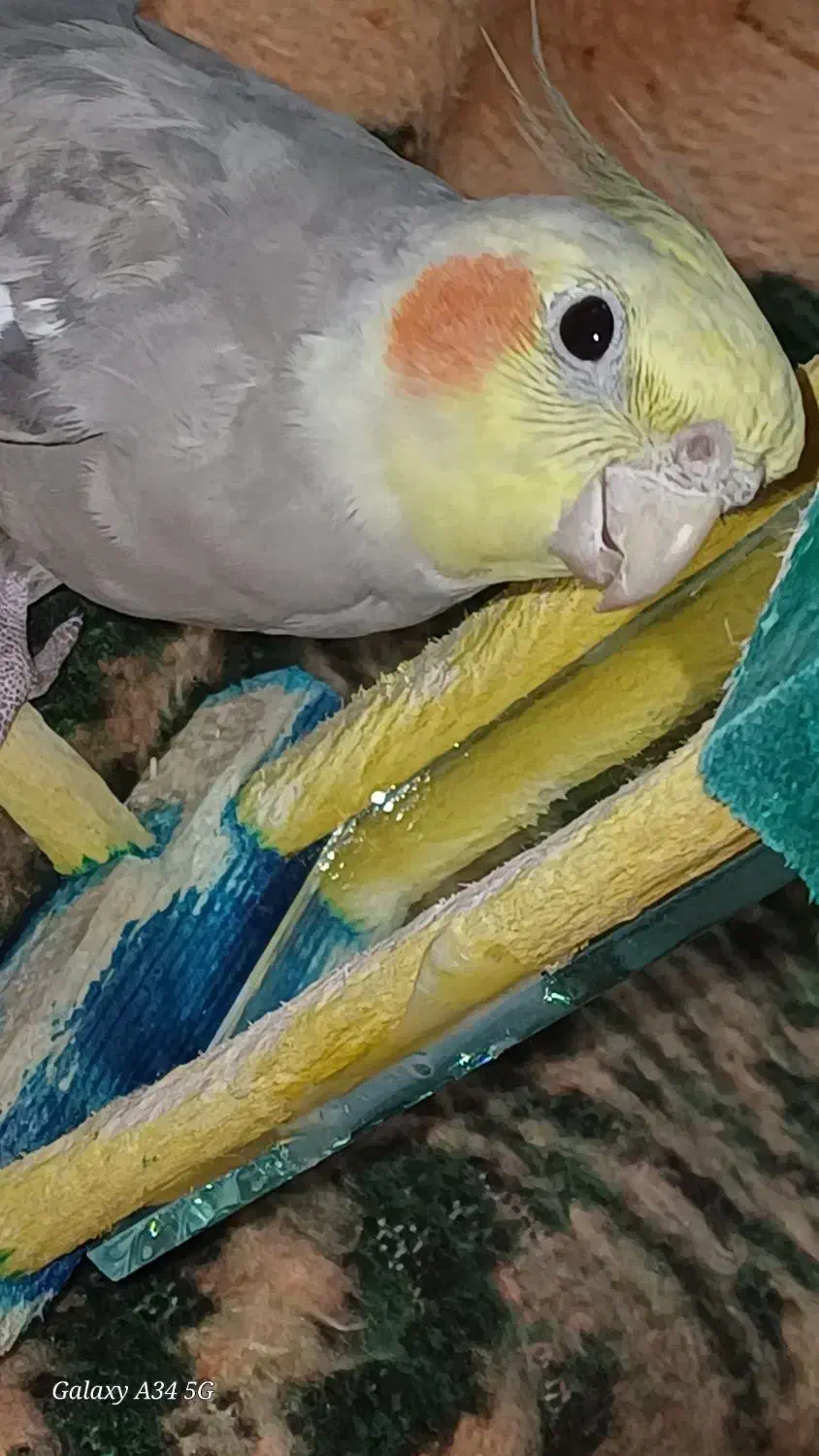 عروس هلندی|پرنده|گلپایگان, |دیوار