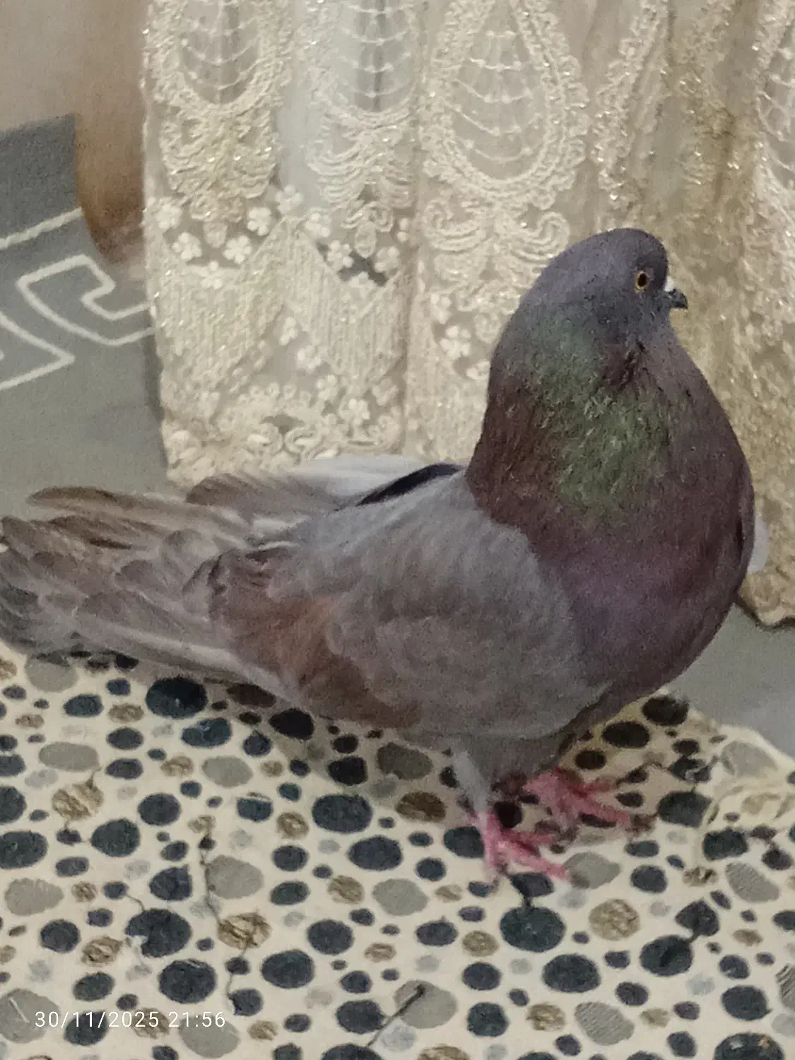 تهرانی نوک ریز بی عیب|پرنده|قزوین, |دیوار