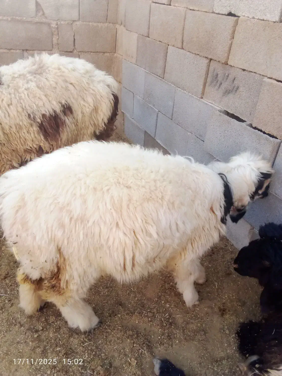 سلام دوتا کوه چاق|حیوانات مزرعه|ایذه, |دیوار