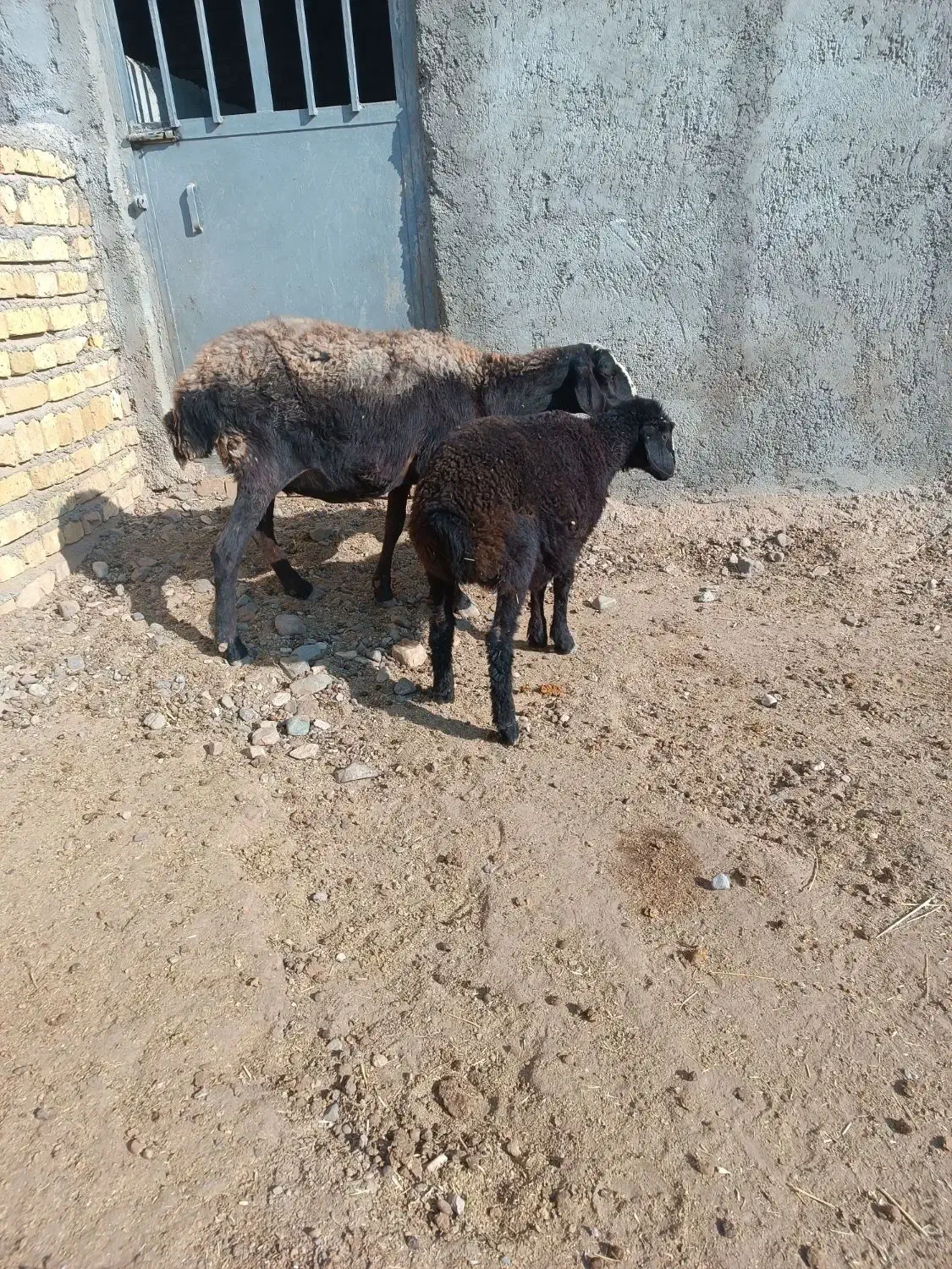 گوسفند بره دار|حیوانات مزرعه|بشاریات, |دیوار