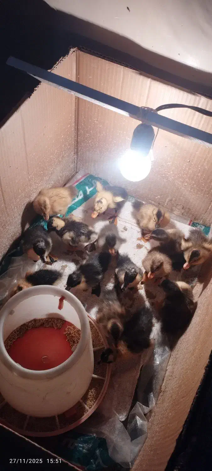 جوجه اردک|حیوانات مزرعه|آبدانان, |دیوار