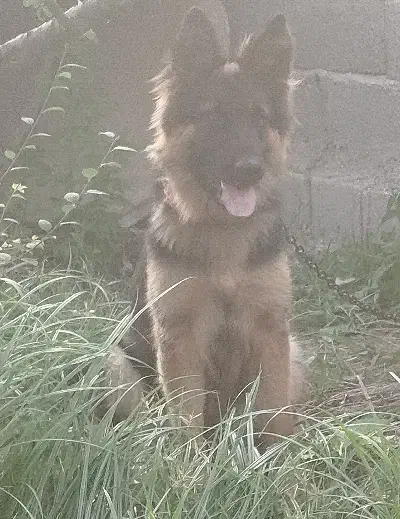 سگ ژرمن ماده|سگ|کیاشهر, |دیوار