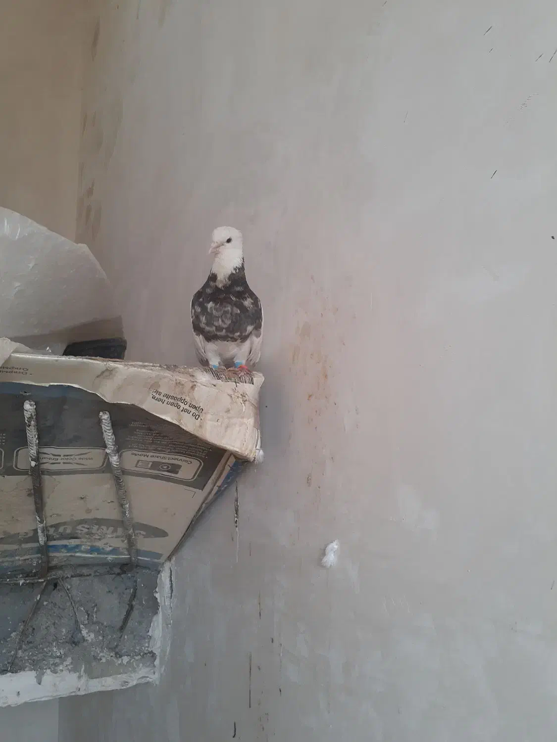 کفتر طوقی|پرنده|شیراز, دوکوهک|دیوار