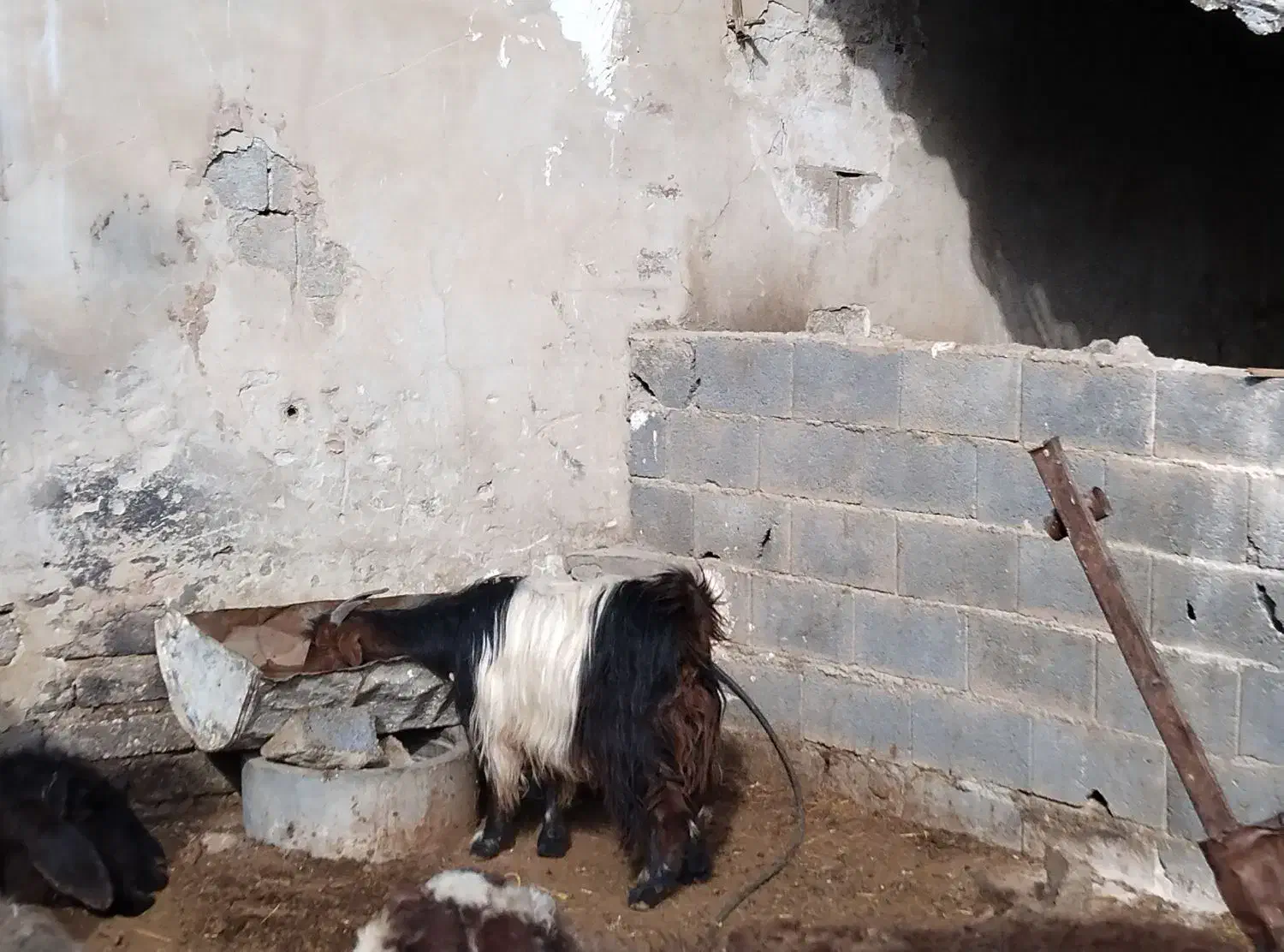 گوسفند میش . ۱۰راس بز ترکی آبستن همه جوان|حیوانات مزرعه|ابریشم, |دیوار