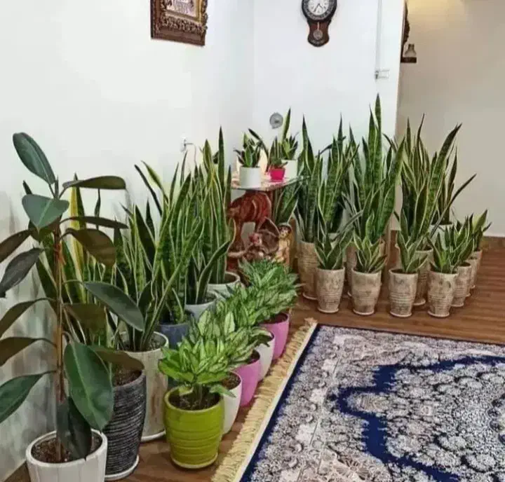 خدمات باغبانی گل کاری هرس کاری تعویض خاک گلدان|خدمات باغبانی و درختکاری|تهران, گیشا|دیوار