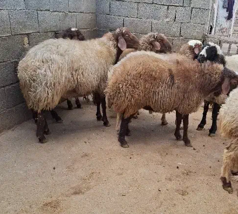 گوسفند نر|حیوانات مزرعه|صحنه, |دیوار