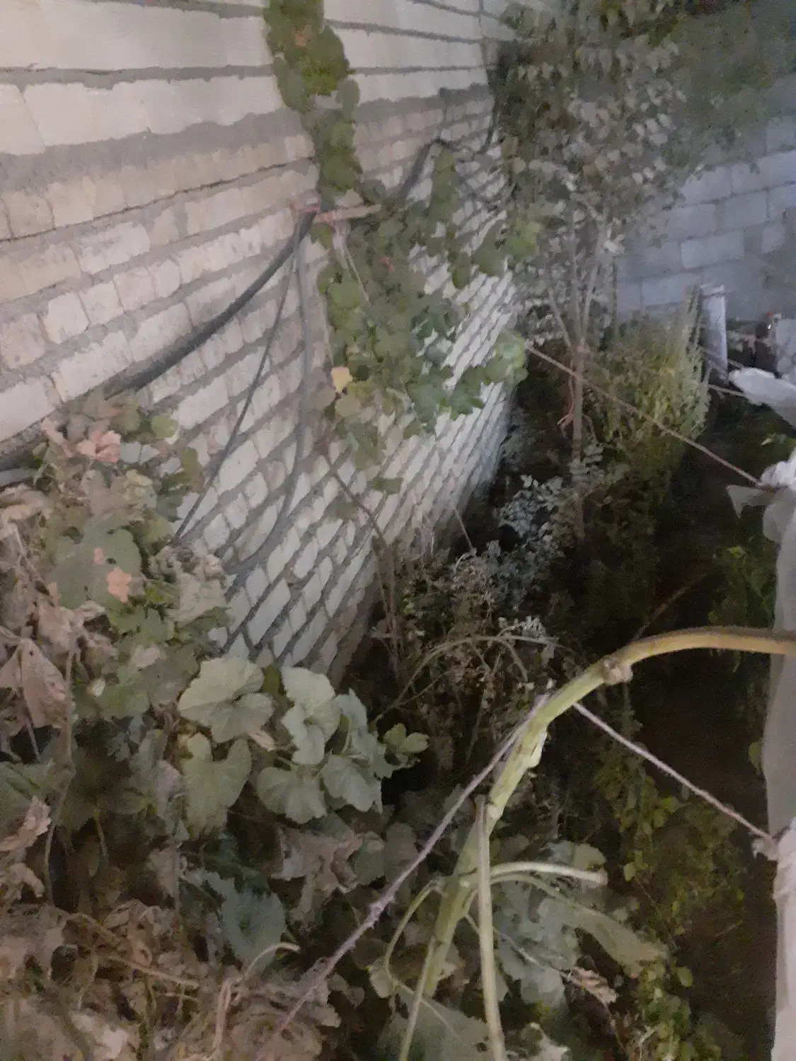 زمین ۲۵۰ متری نزدیک اتوبان زمان آباد|فروش زمین و ملک کلنگی|اصفهان, قهجاورستان|دیوار