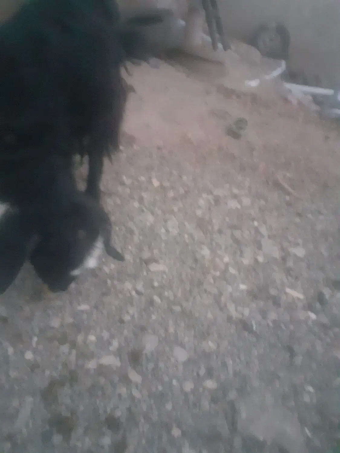 بزغاله|حیوانات مزرعه|خوی, |دیوار