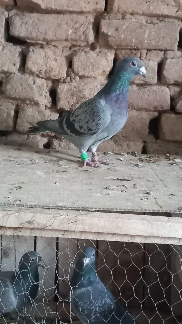 سبز پلاکی|پرنده|خلیل آباد, |دیوار