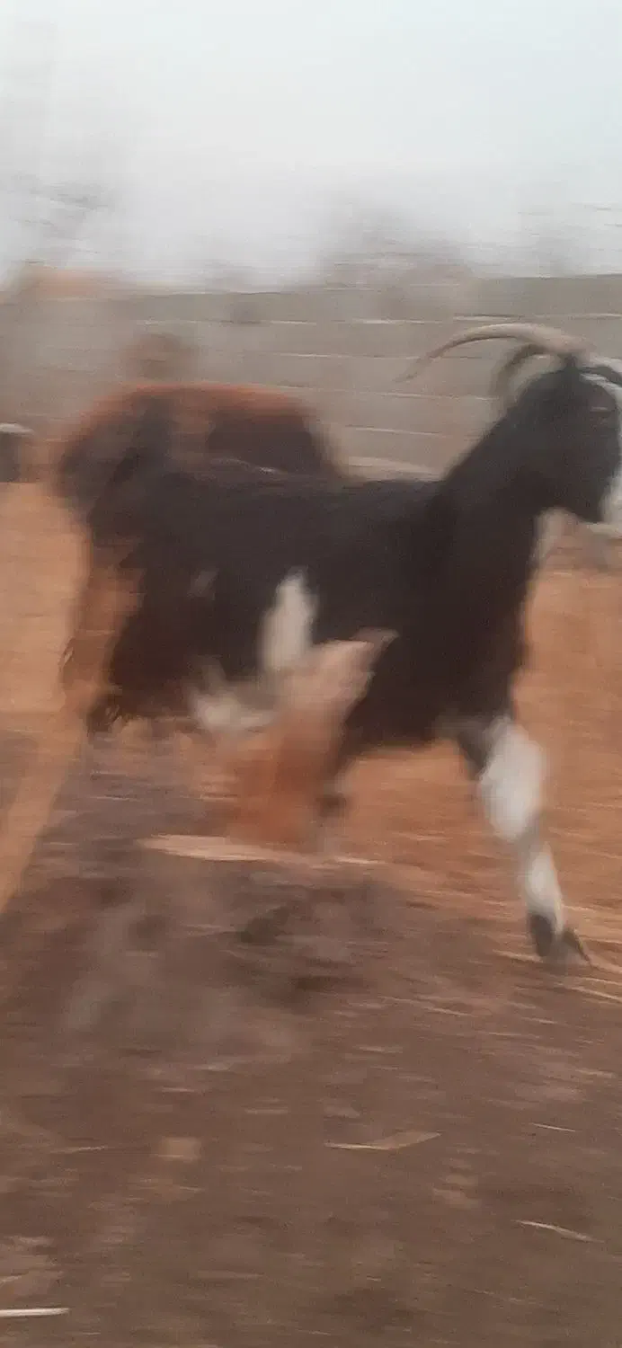 بز بزغاله|حیوانات مزرعه|هشتگرد, ایقربلاغ|دیوار