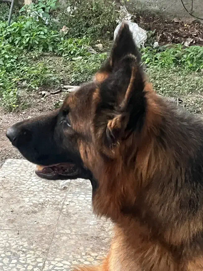 سگ نگهبان|سگ|رشت, پسیخان|دیوار