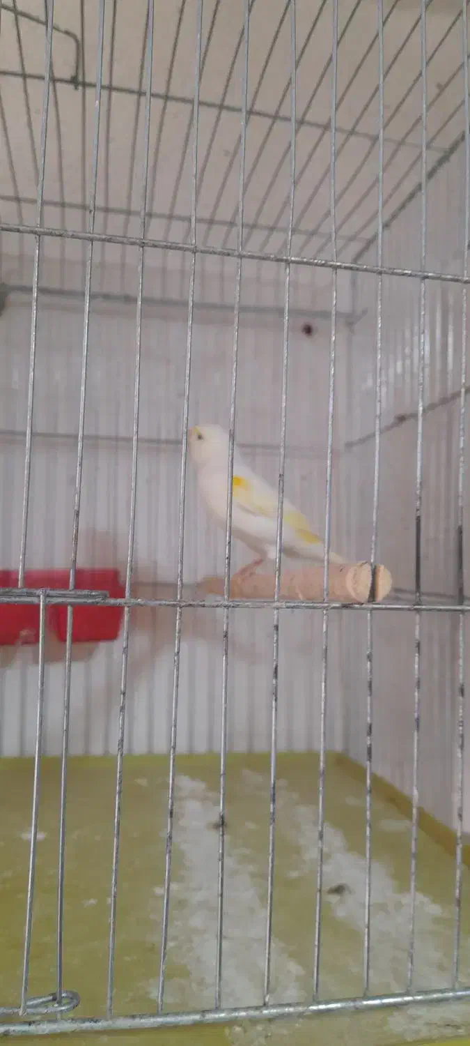 قناری ماده داراب|پرنده|داراب, |دیوار