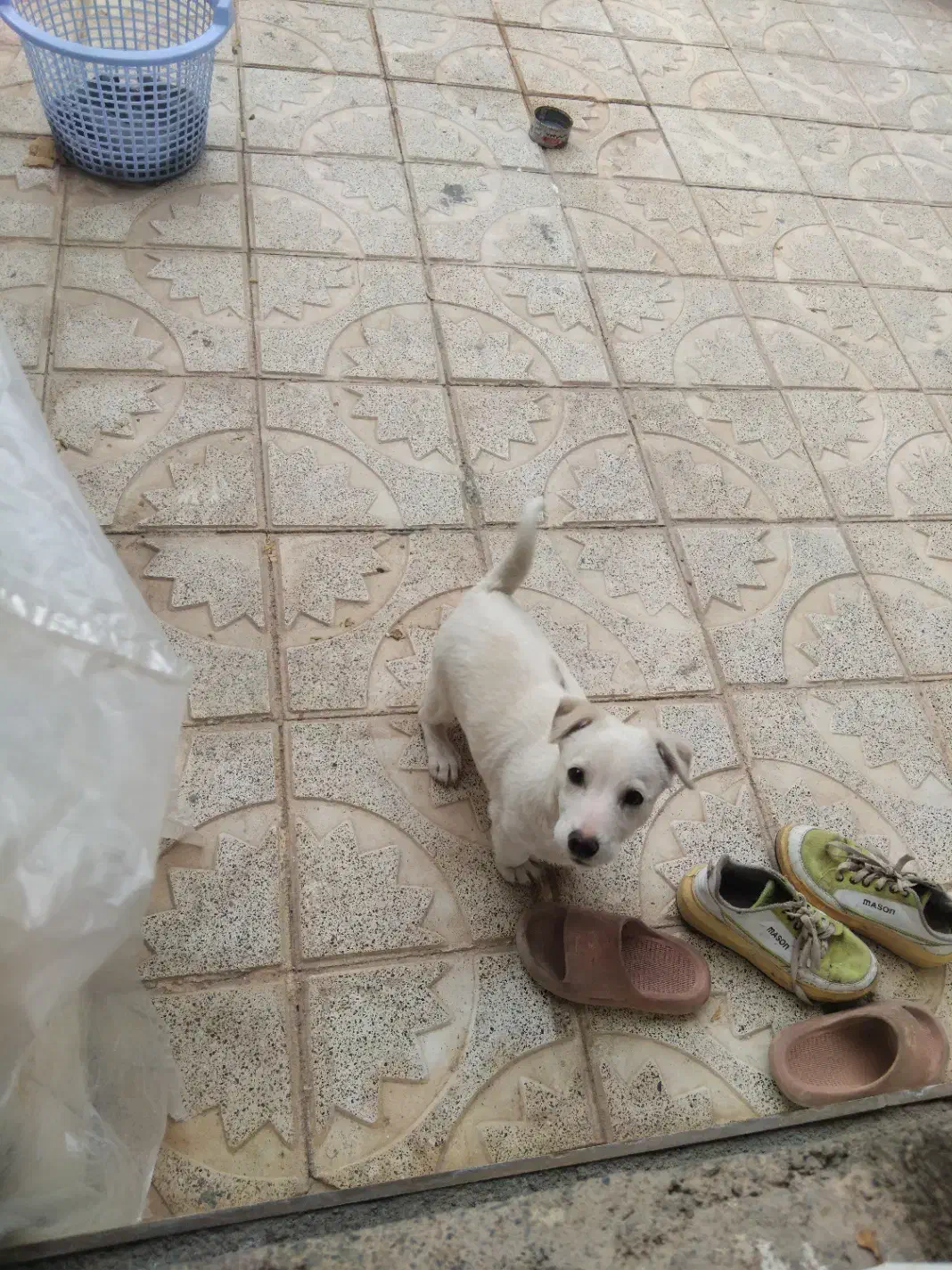 پاپی اشتپیز|سگ|تربت جام, بهشت نبی|دیوار