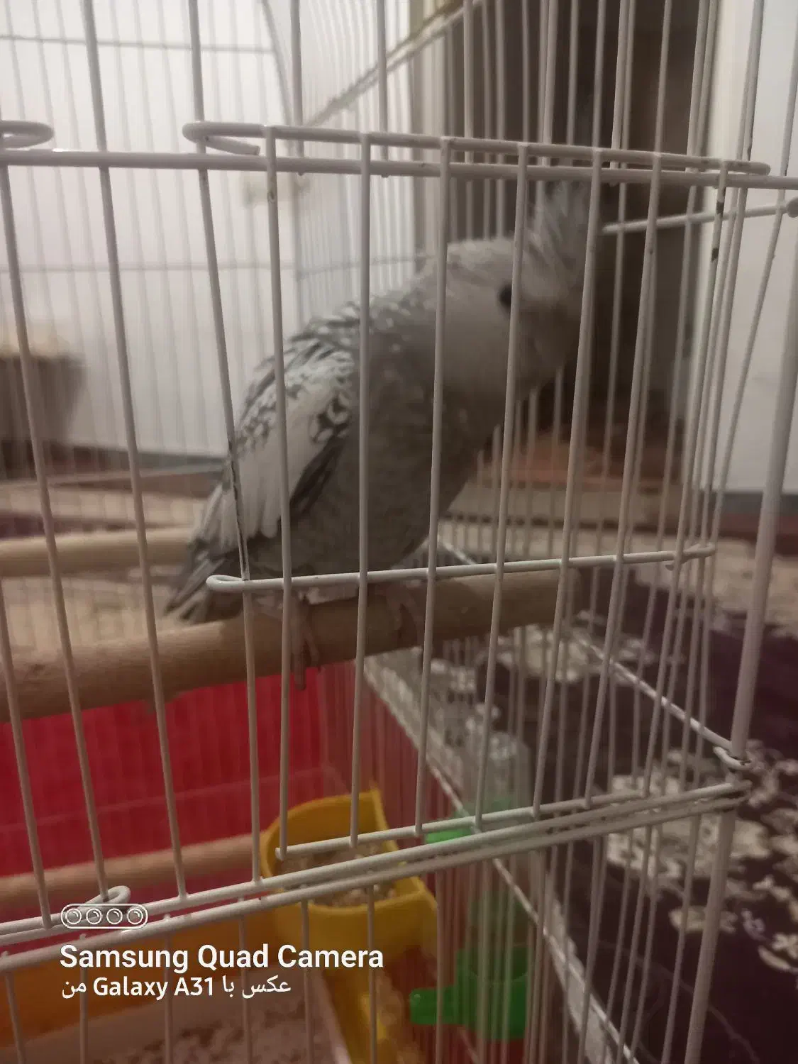 ۲ عدد عروس هلندی نر وماده|پرنده|امیدیه, |دیوار