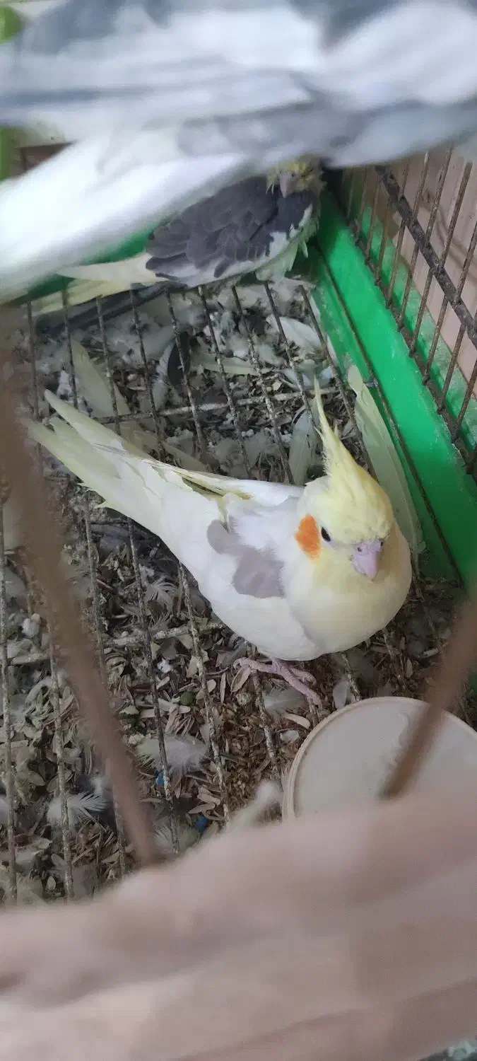 عروس هلندی|پرنده|تهران, جنتآباد مرکزی|دیوار