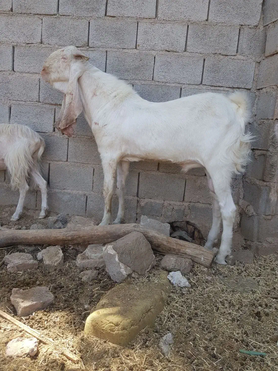 نربز گلابی|حیوانات مزرعه|یزد, |دیوار