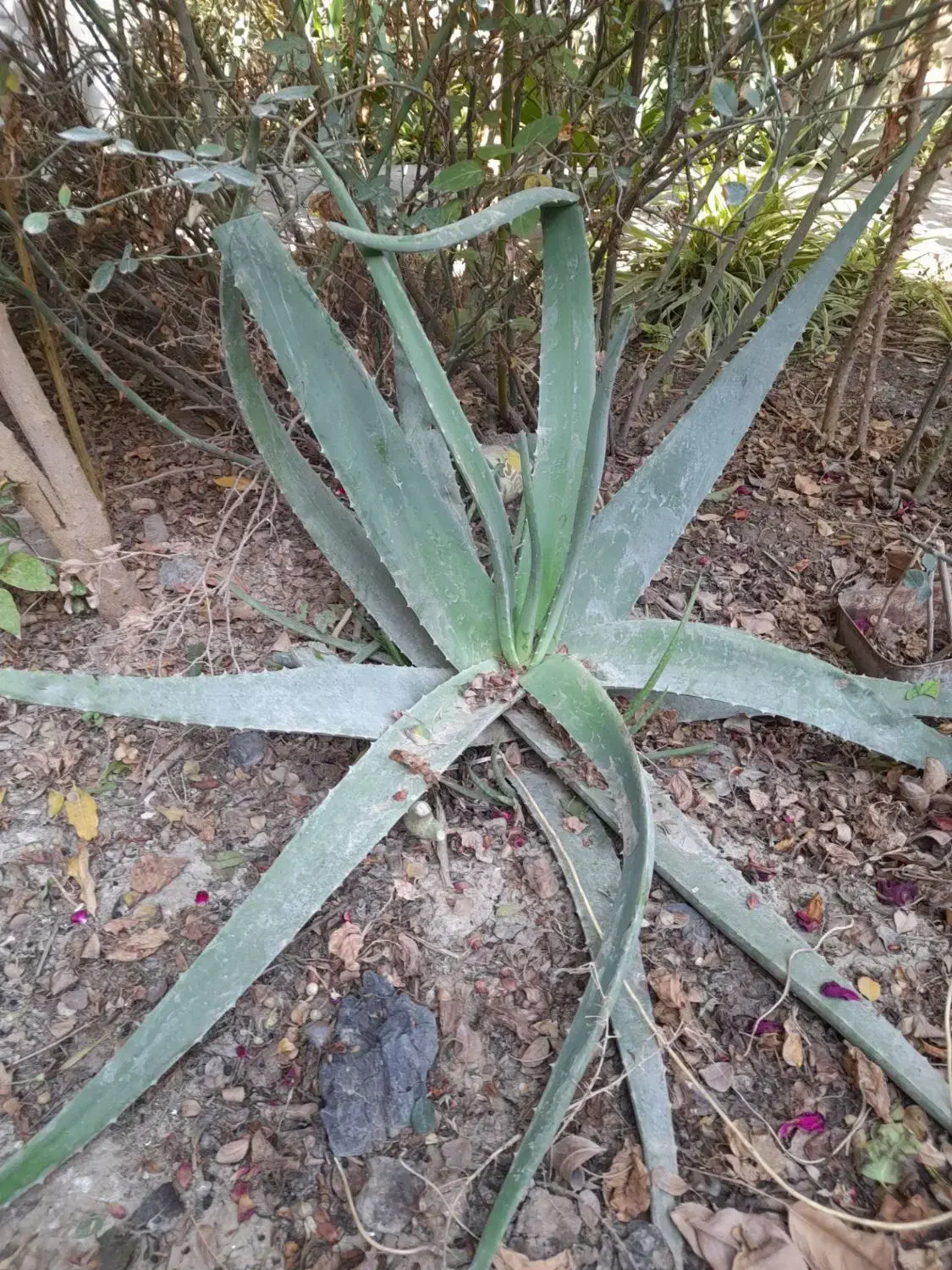 گل الوئه ورا|گل و گیاه طبیعی|گنبد کاووس, |دیوار