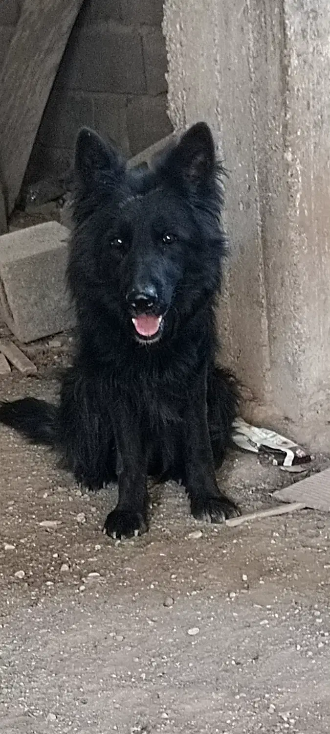 ژرمن بلک|سگ|سیرجان, |دیوار