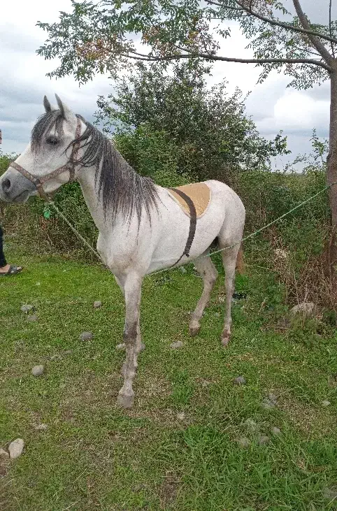 اسب عرب مسابقه ایی|اسب و تجهیزات اسبسواری|سنگر, |دیوار