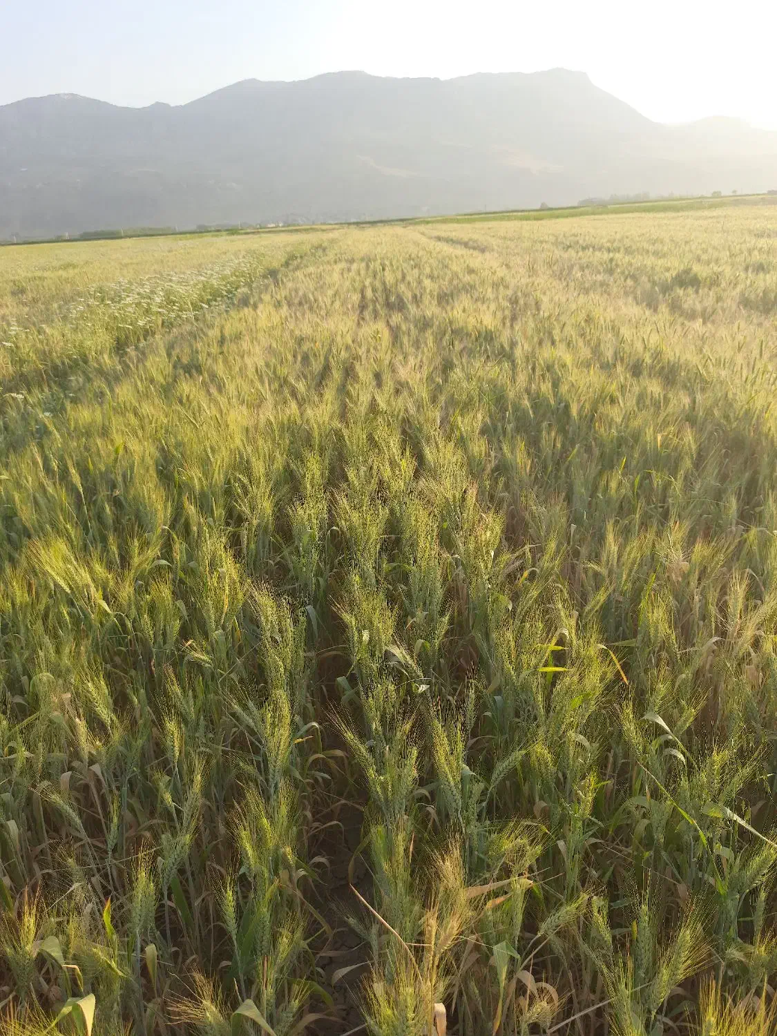 اذوقه|خوردنی و آشامیدنی|فارسان, |دیوار