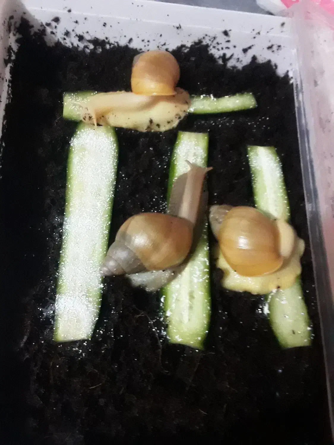 ح ل ز و ن(حلزون)|خزنده|بیرجند, |دیوار