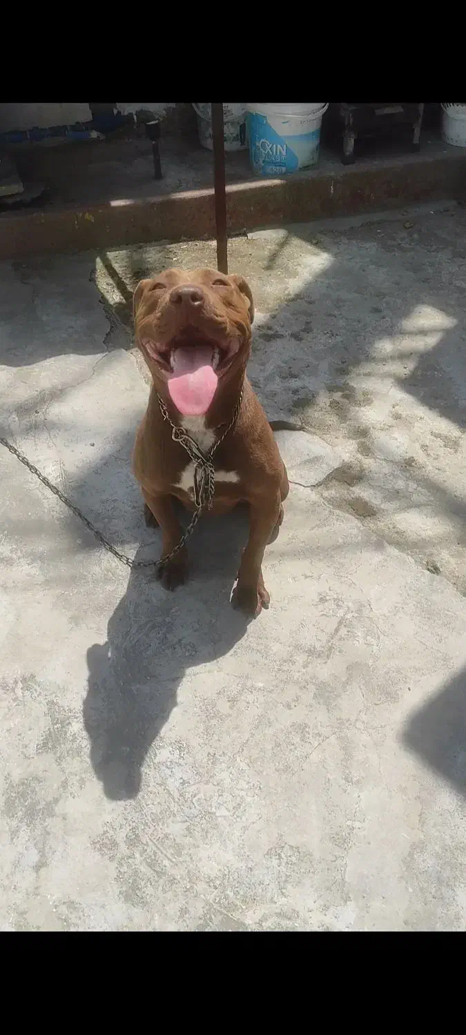 پیت بول تریر ماده معاوضه با توله پامر یا اردک غاز|سگ|بابلسر, |دیوار