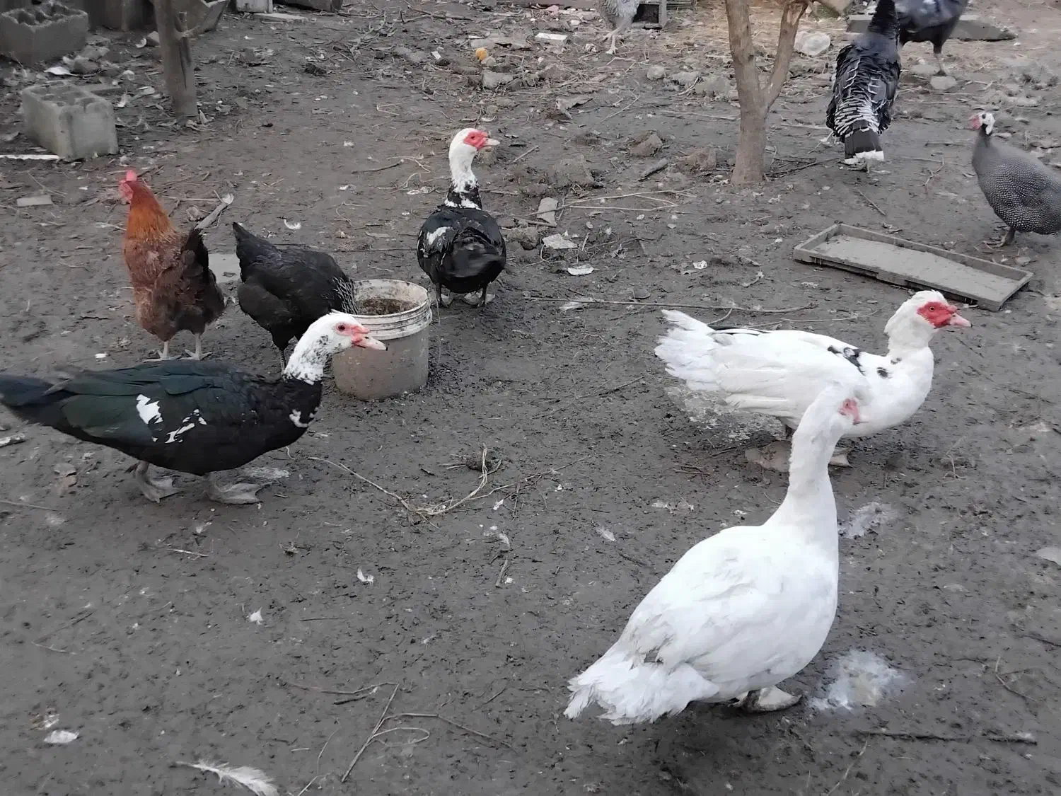 جوجه مرغ|حیوانات مزرعه|رضوانشهر, |دیوار