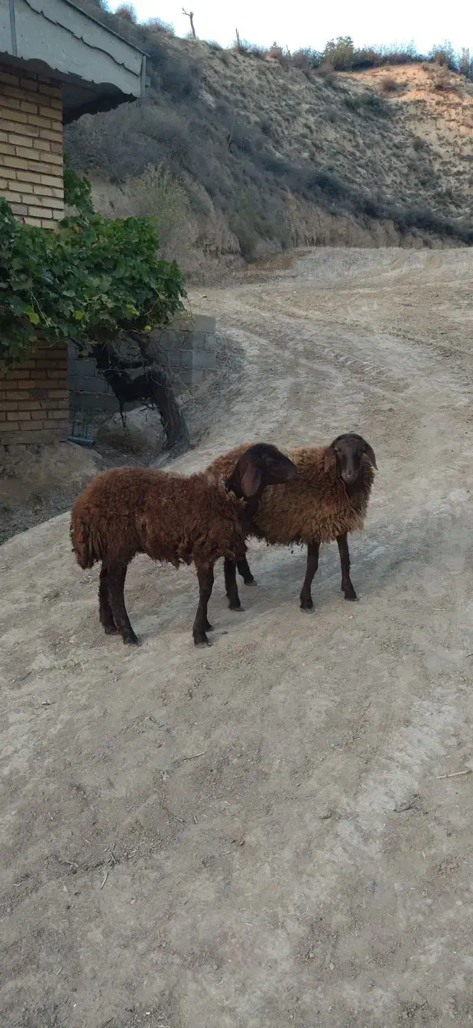 بره ماده|حیوانات مزرعه|فراغی, |دیوار