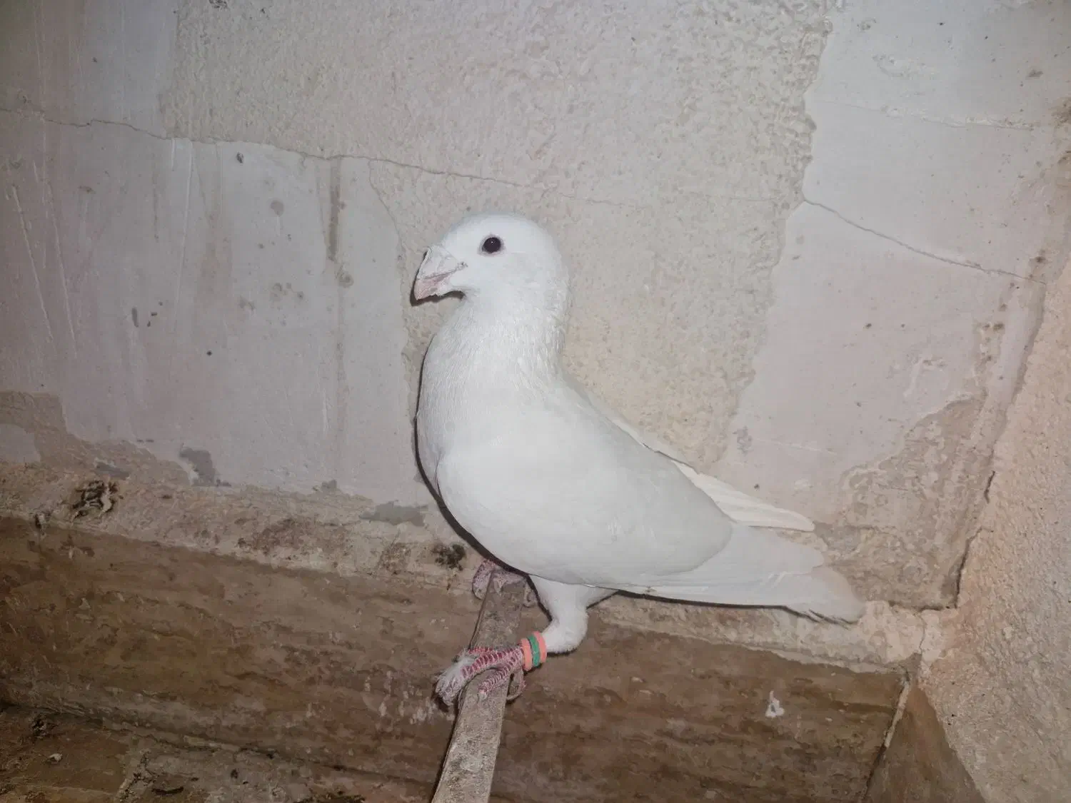 کبوتر هومر یا کله اسبی|پرنده|پرند, فاز ۴|دیوار