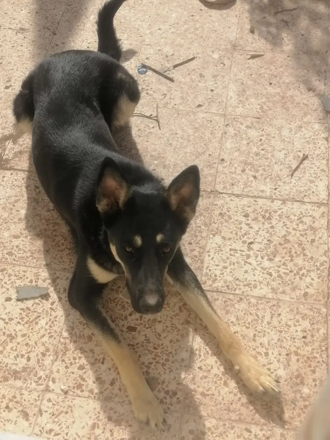 سگ ژرمن|سگ|بافت, |دیوار