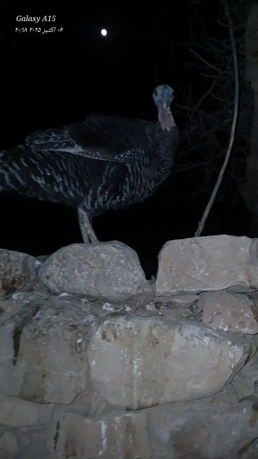 دو عدد بوقلمون یه نر یه ماده دونه ای دوملیون|حیوانات مزرعه|مسجد سلیمان, |دیوار