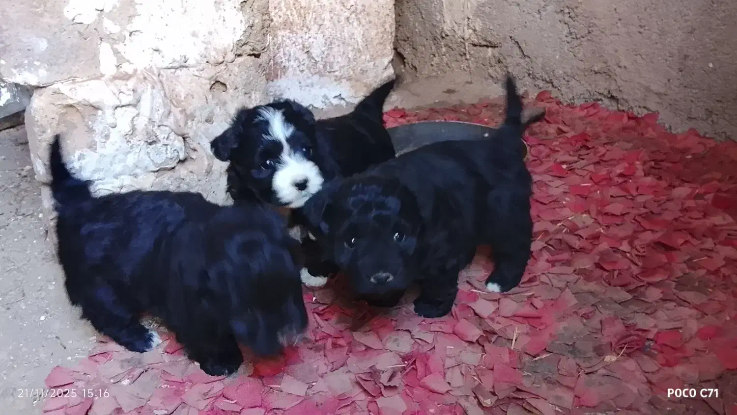 نژادشیتزو تریر|سگ|قزوین, |دیوار