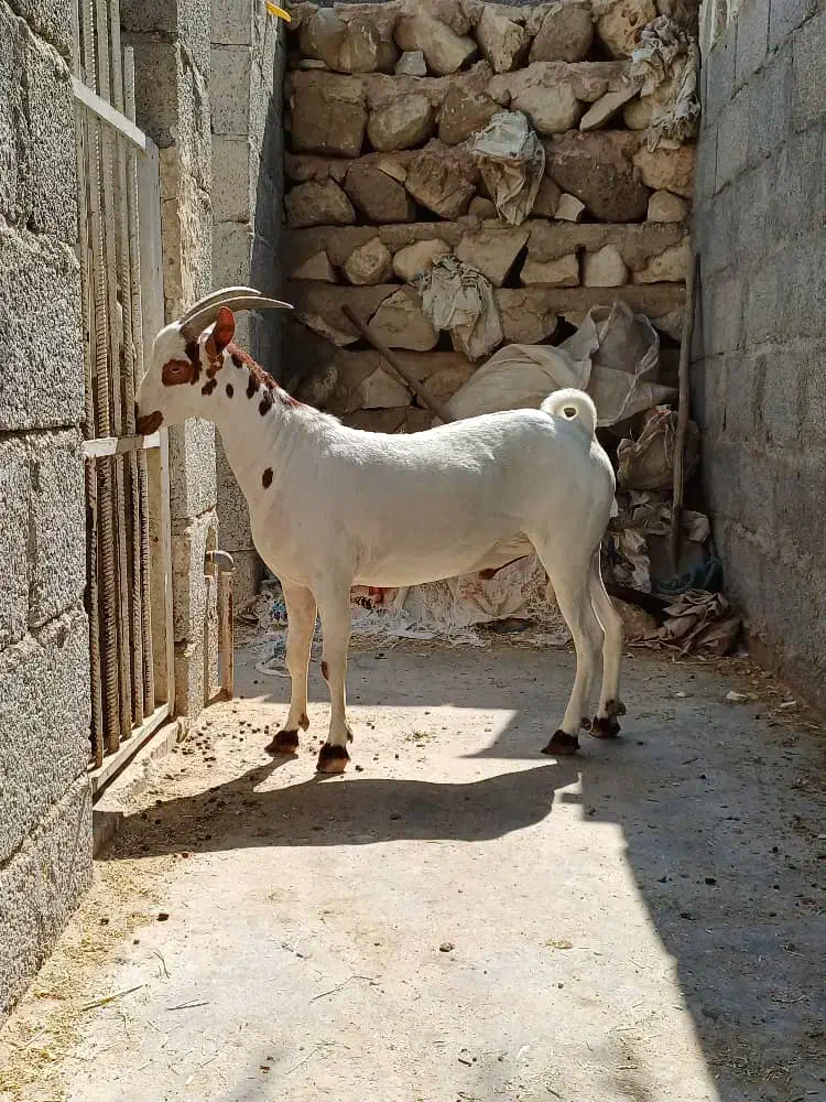 نر صلاله گل توپی|حیوانات مزرعه|بستک, |دیوار