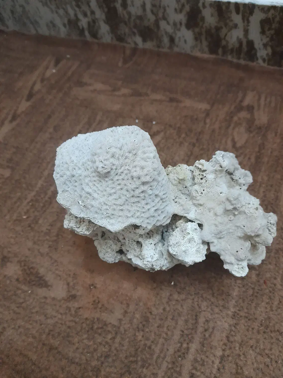 صخره مرجانی طبیعی|ماهی|اردبیل, |دیوار