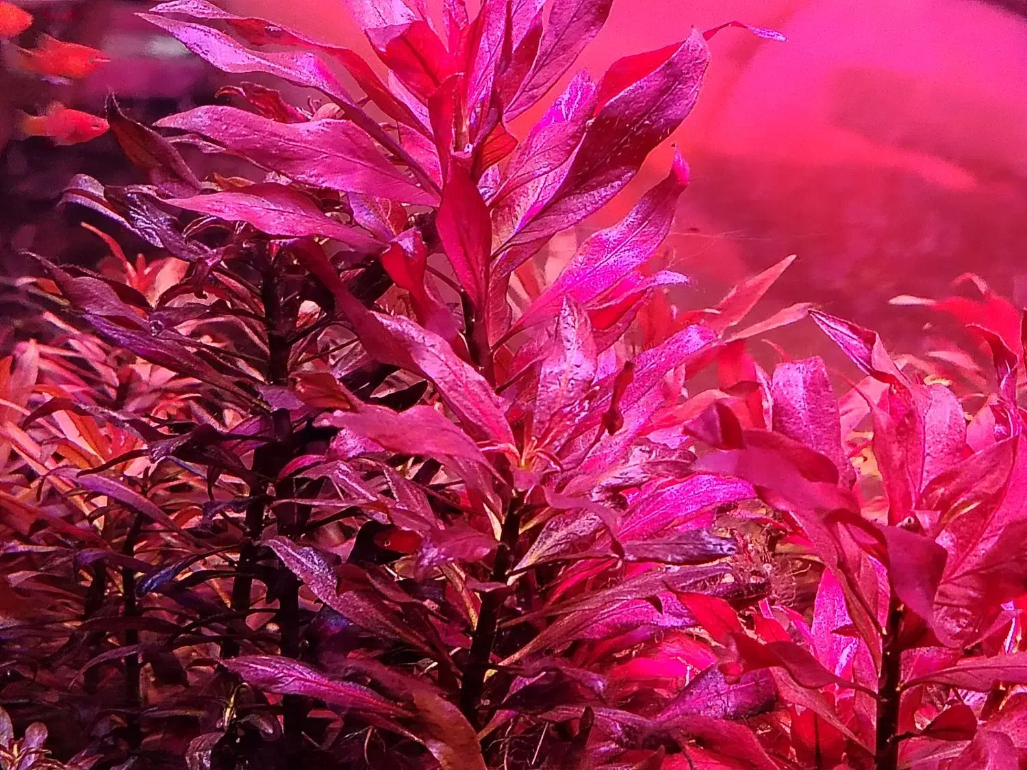 پلنت|ماهی|اصفهان, خواجو|دیوار