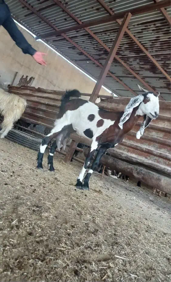 بندرماهشهر|حیوانات مزرعه|بندر ماهشهر, |دیوار