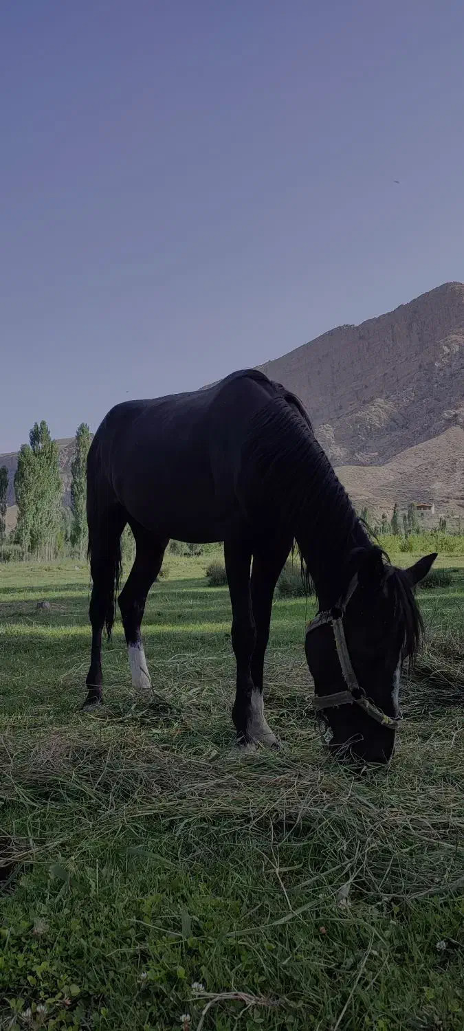 اسب مادیون یورقه|اسب و تجهیزات اسبسواری|قوچان, |دیوار