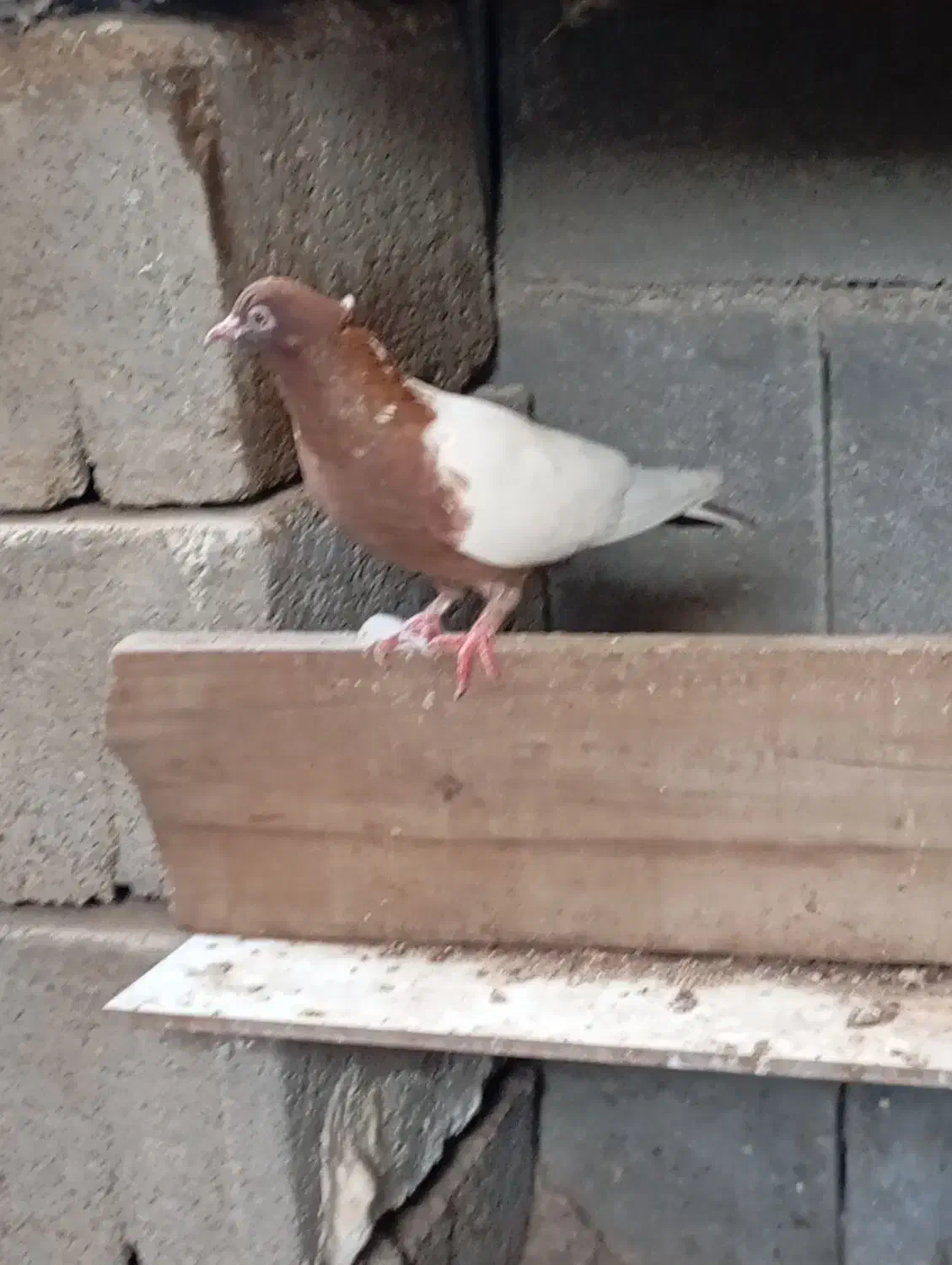 کبوتر|پرنده|بندر دیر, |دیوار