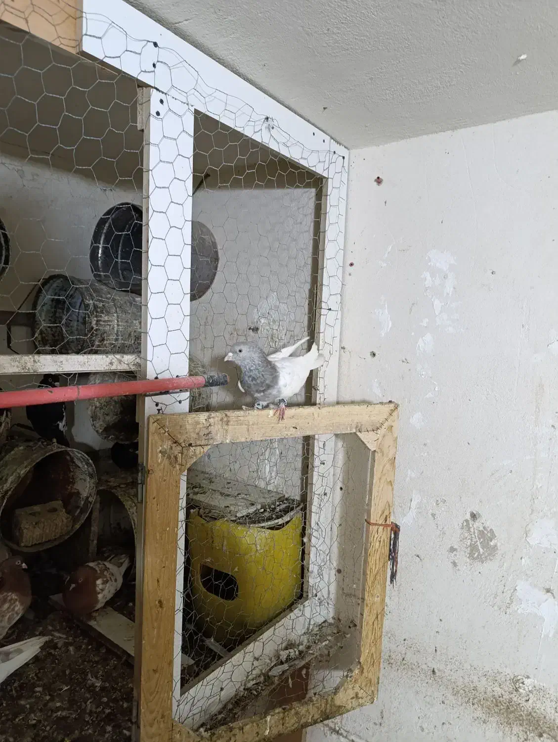 کفتر کله الماسی|پرنده|قیروکارزین, |دیوار