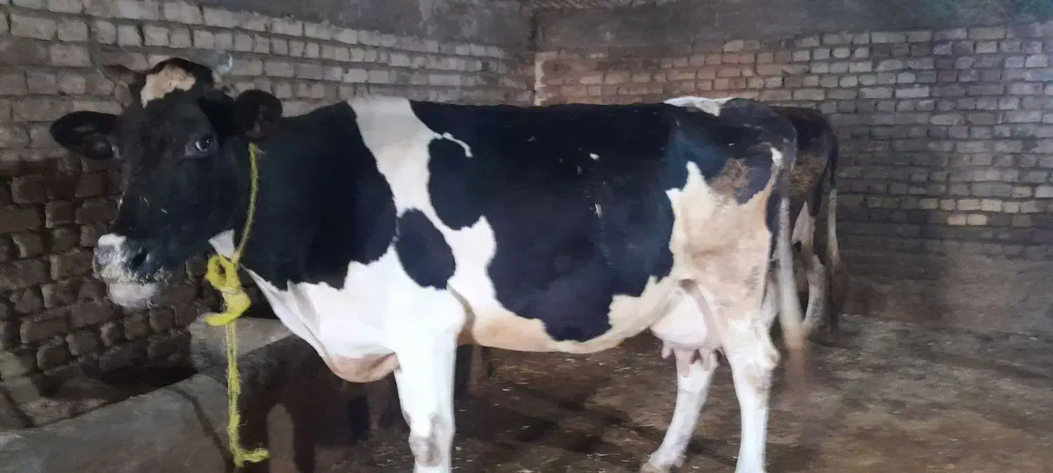 گاوباگوساله|حیوانات مزرعه|ازنا, |دیوار