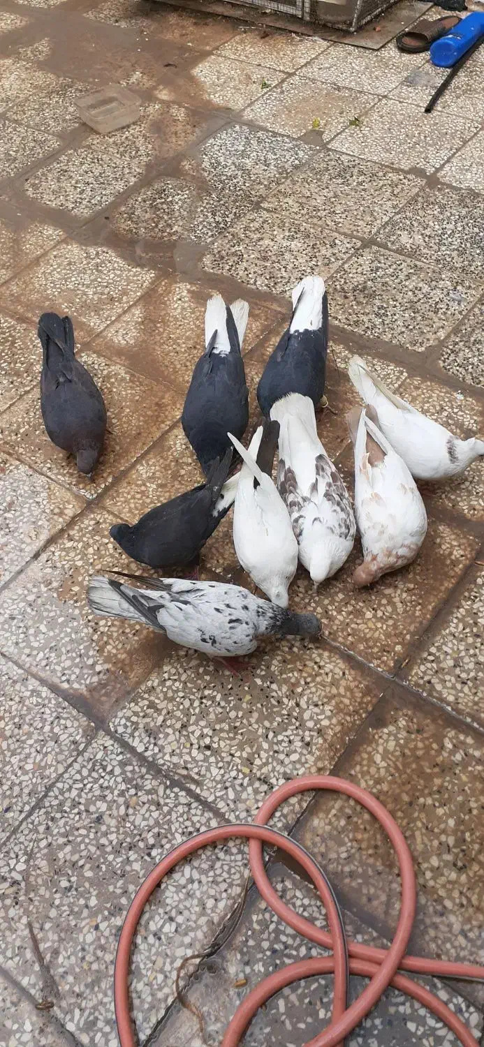 قناری|پرنده|شیراز, گویم|دیوار