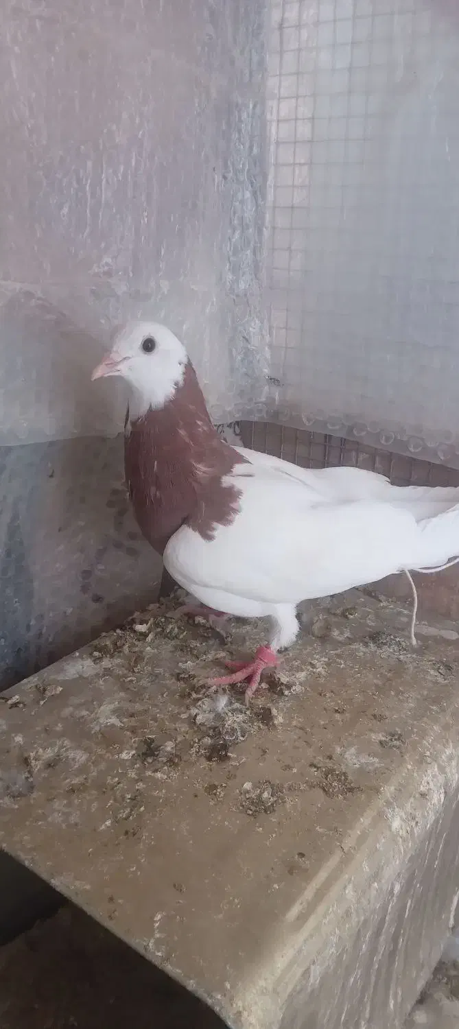 طوقی و...|پرنده|طبس, |دیوار