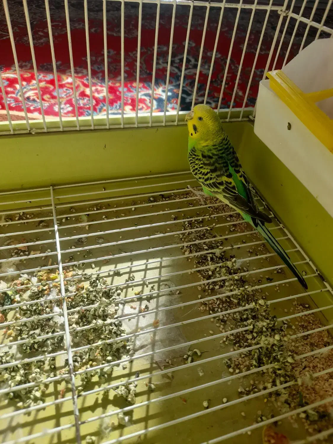 ۲ عدد مرغ عشق سالم|پرنده|دهگلان, |دیوار