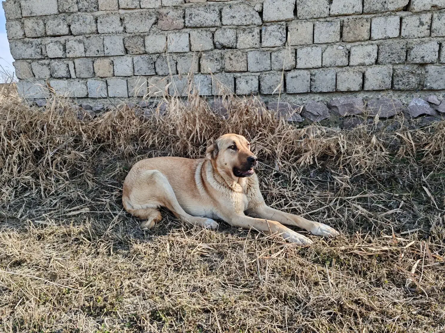 سگ ماده عراقی|سگ|نوشین شهر, |دیوار