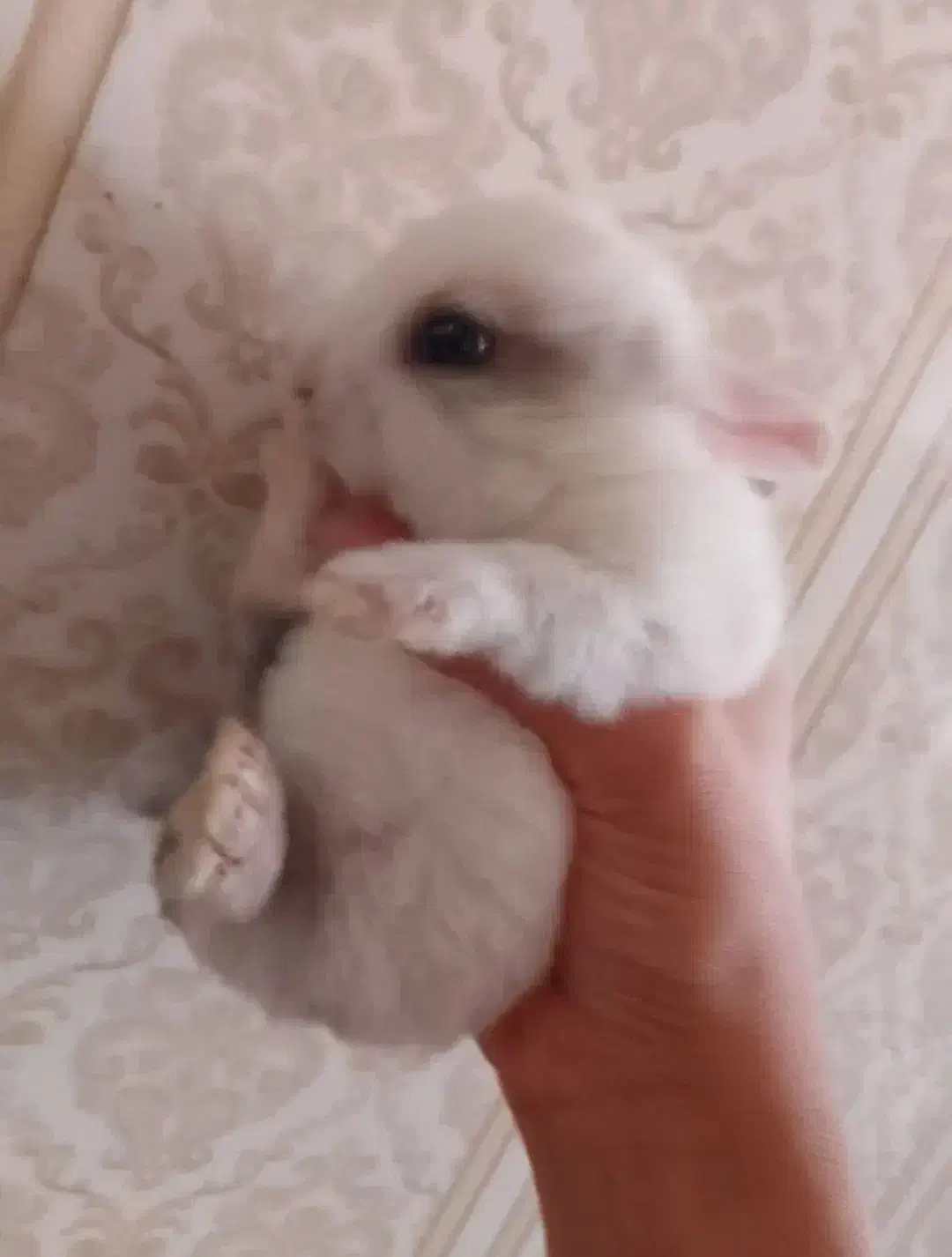 خرگوش خانگی زیبا|موش و خرگوش|خورموج, |دیوار