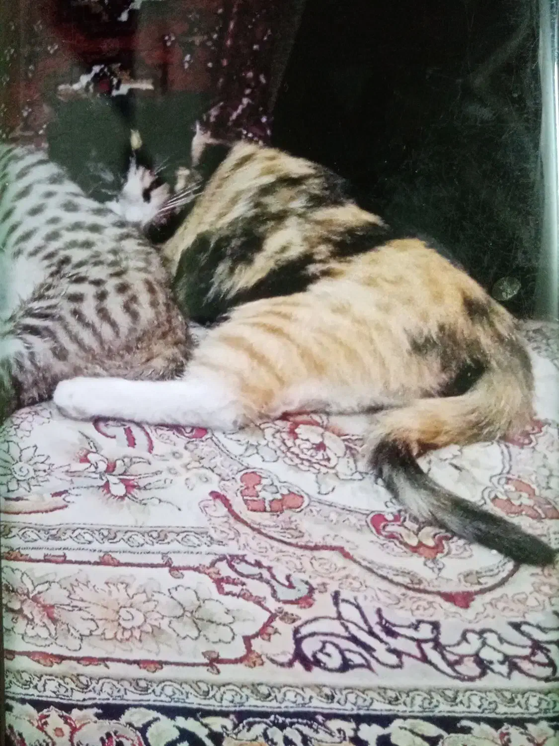 واگذاری گربه ماده مادر حامله dsh|گربه|مشهد, نوید|دیوار